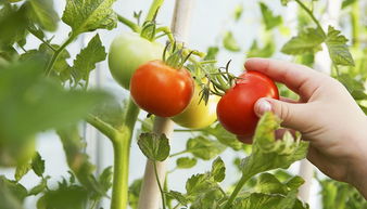 上周全国食用农产品市场价格下降0.6%，批发市场供应稳定