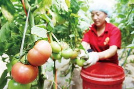 食用农产品批发价格连续四周回落