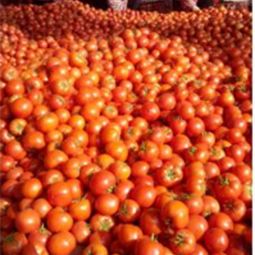 山东省日照市莒县腾达农产品公司 大红硬果西红柿批发供应与价格行情分析