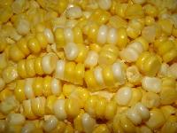 东北粘大米厂家与批发商价格表