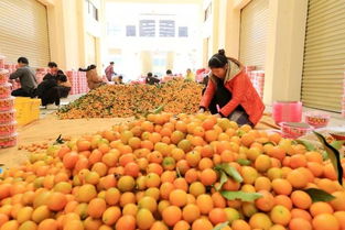 金桔电商赋能食用农产品批发 开启产业链升级新篇章